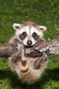 Raccoon hanging on to his final expense direct mail leads